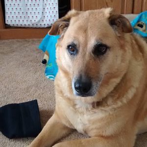 Meet your Posher, Judy